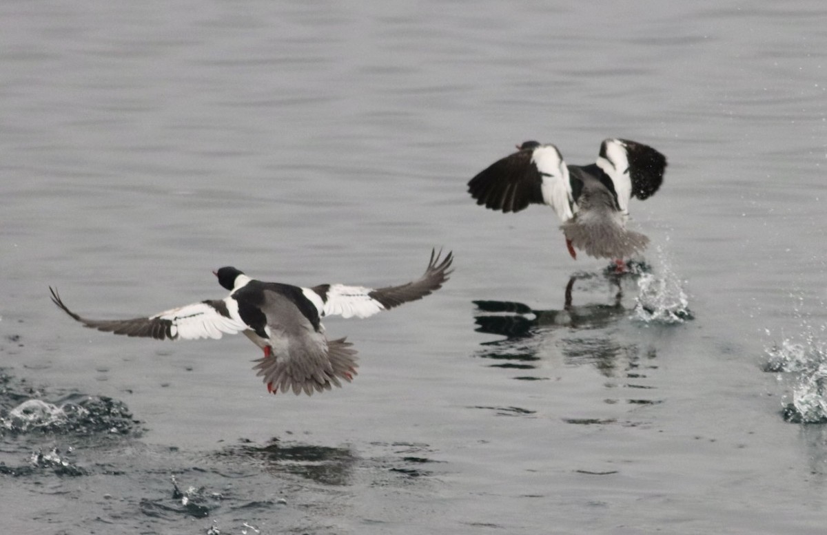 Common Merganser - ML613907723