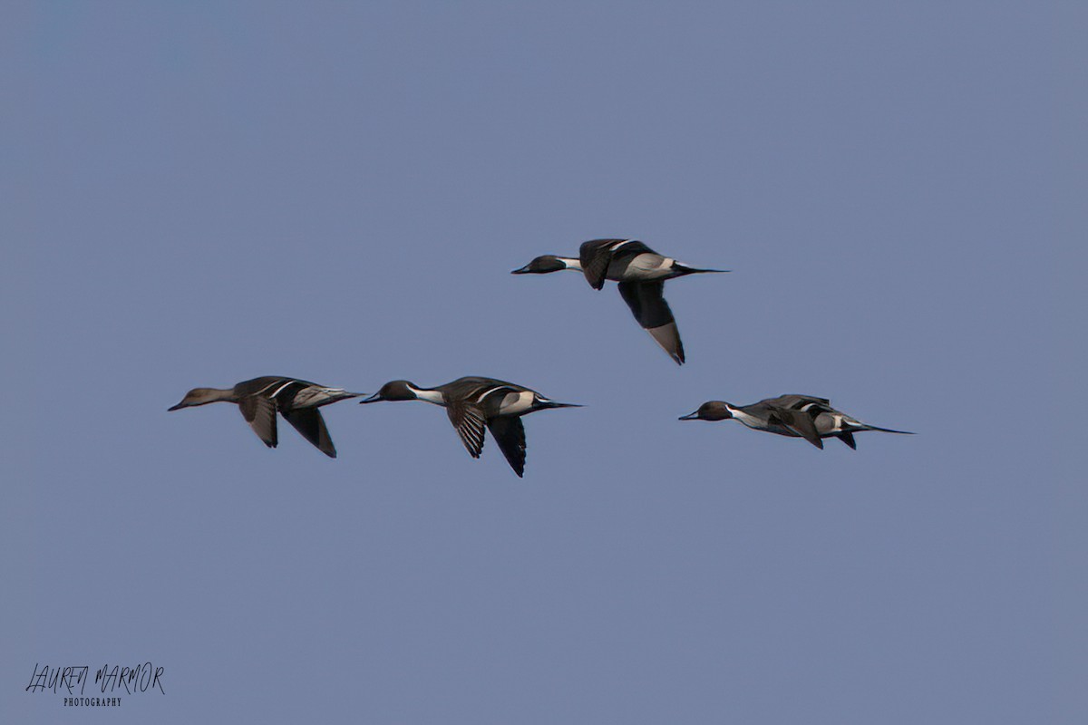 Northern Pintail - ML613907731