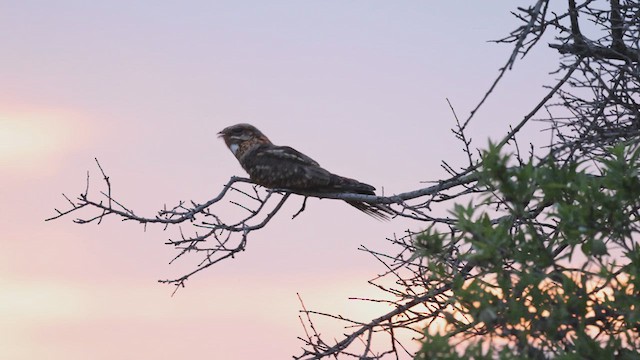 Red-necked Nightjar - ML613907740