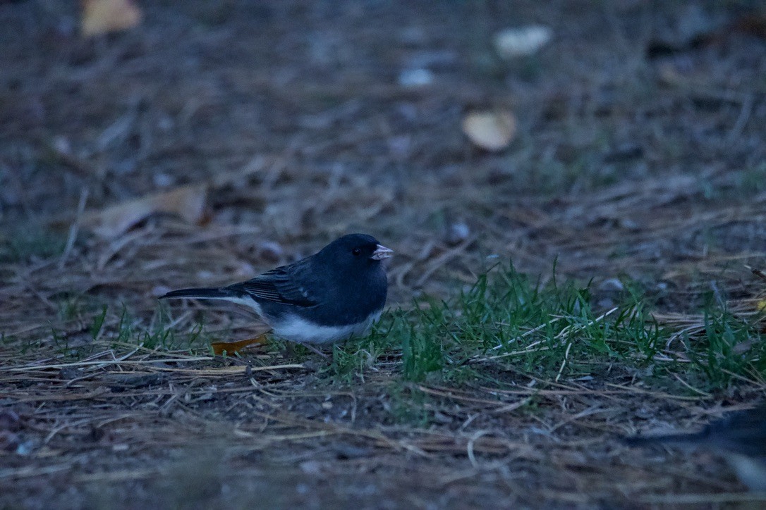 Junco Ojioscuro - ML613907787