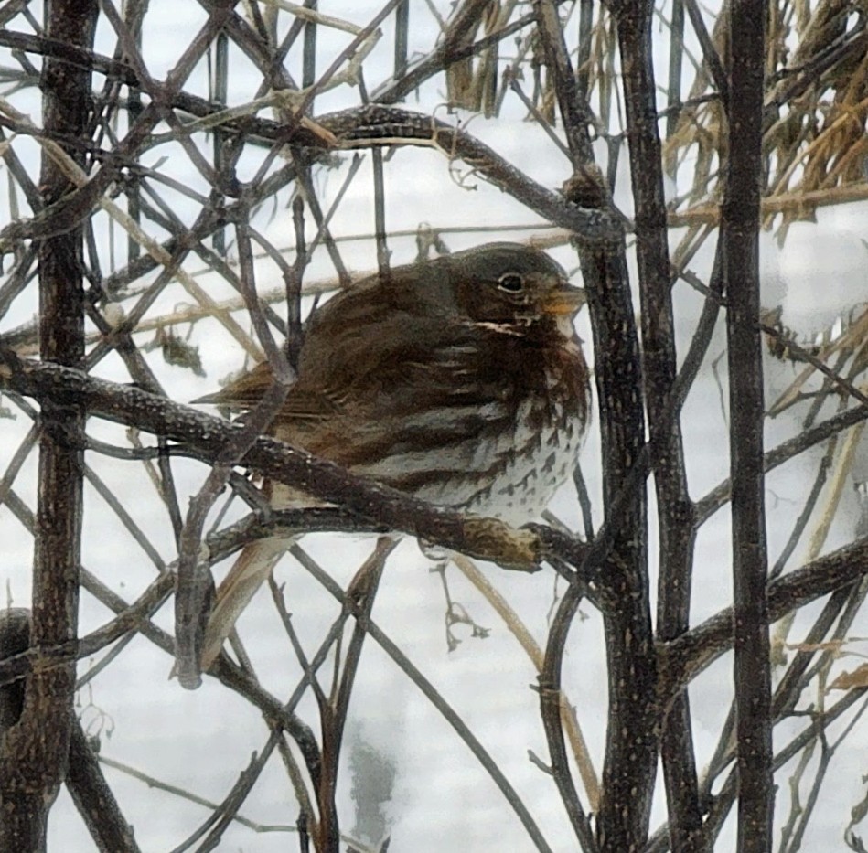 Fox Sparrow - ML613907935