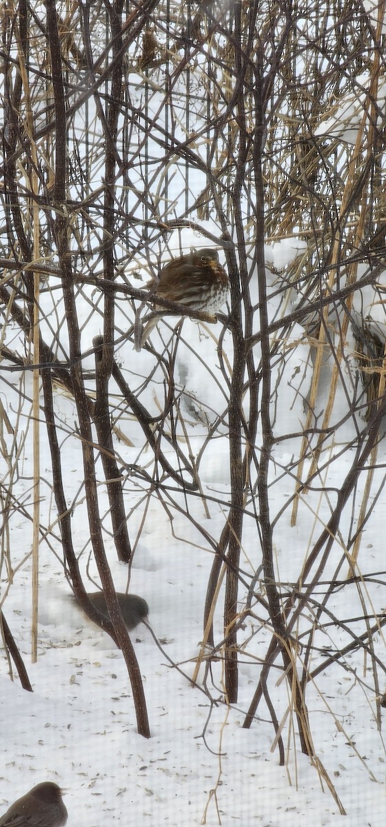 Fox Sparrow - ML613907956