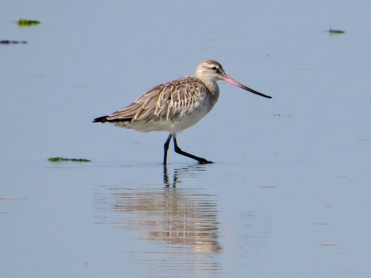 Bar-tailed Godwit - ML613907985