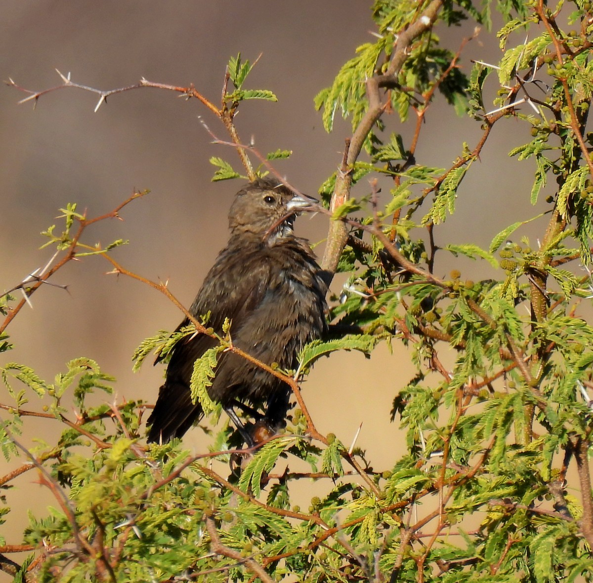 Brown-headed Cowbird - ML613908109