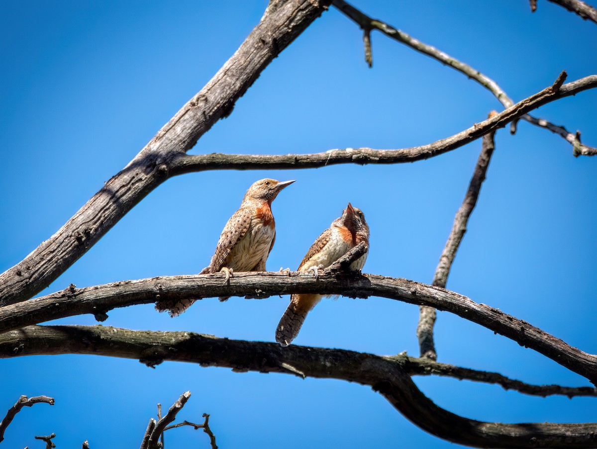 Rufous-necked Wryneck - ML613908132