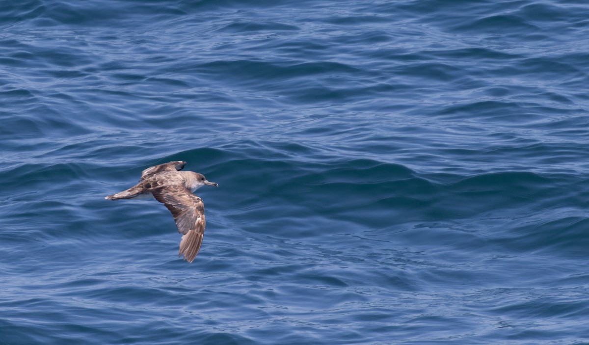 Cape Verde Shearwater - Luke Seitz