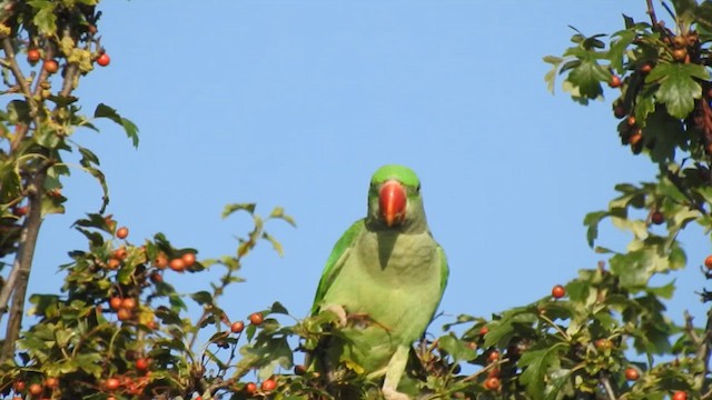 Alexandrine Parakeet - ML613908184