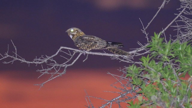 Red-necked Nightjar - ML613908190