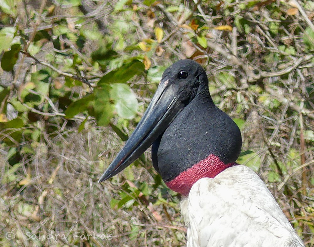 Jabiru - ML613908197