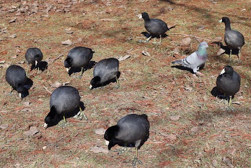 American Coot - ML613908230