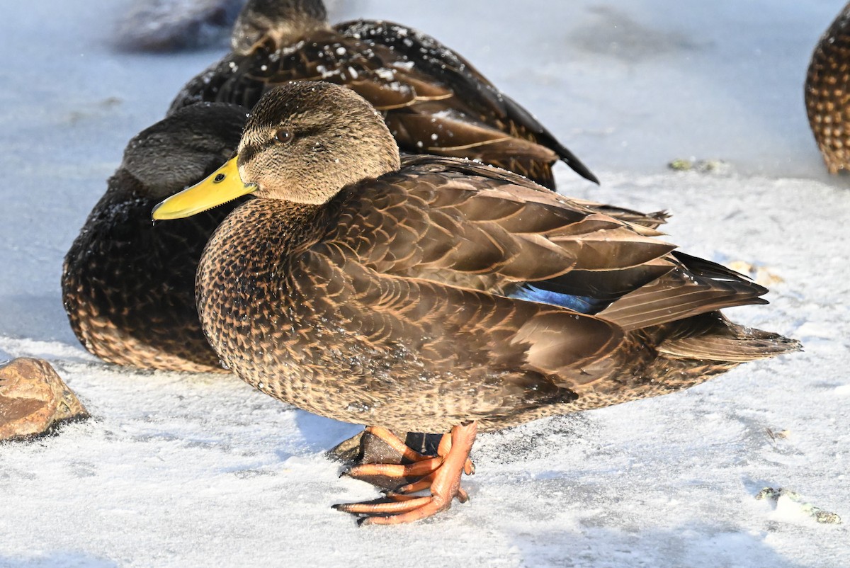 American Black Duck - ML613908247