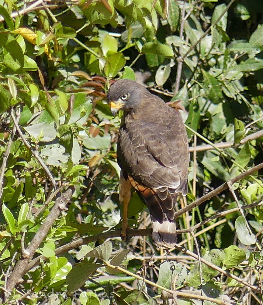 Roadside Hawk - Sandra Farkas