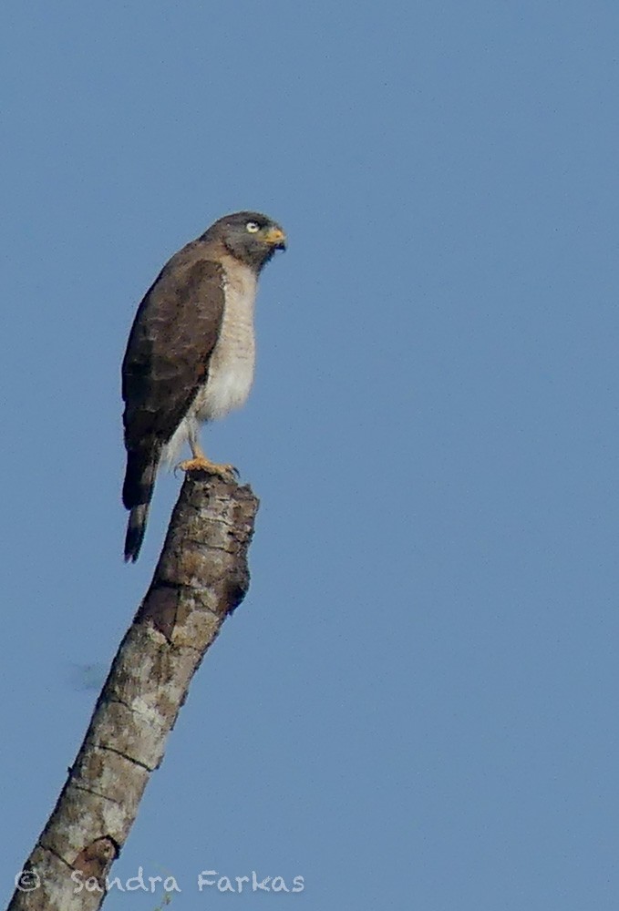 Roadside Hawk - Sandra Farkas