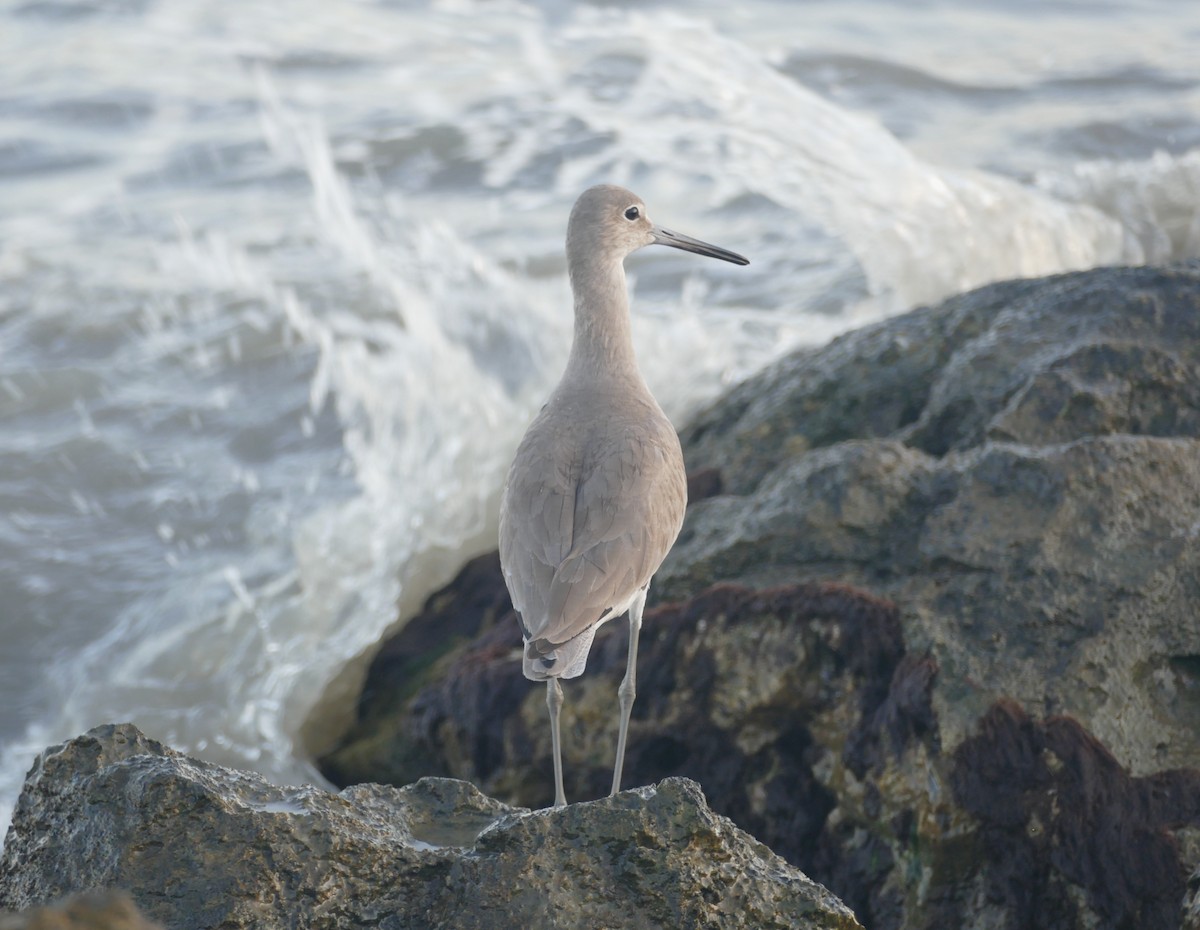 Willet (Western) - ML613908343