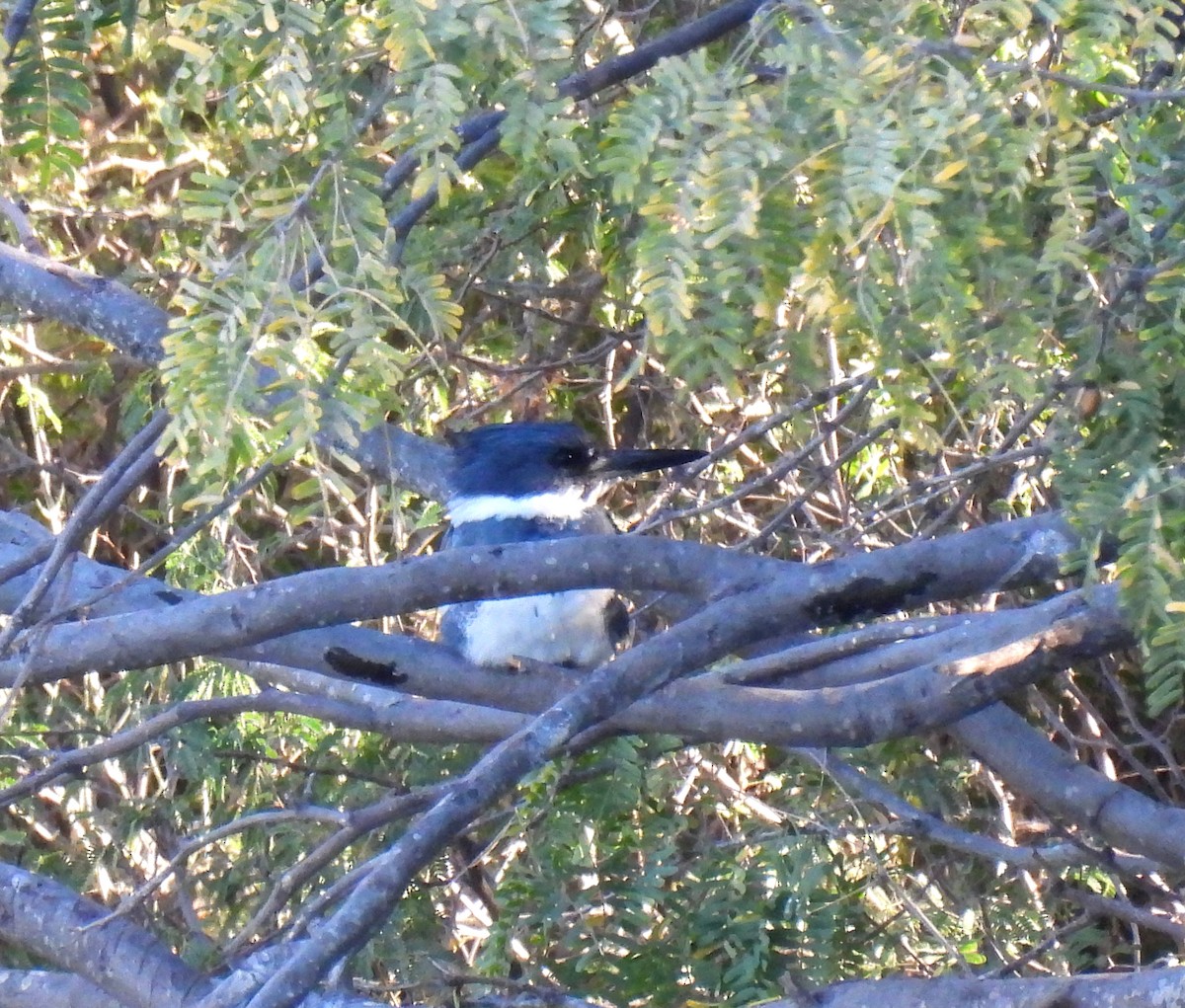 Belted Kingfisher - ML613908482