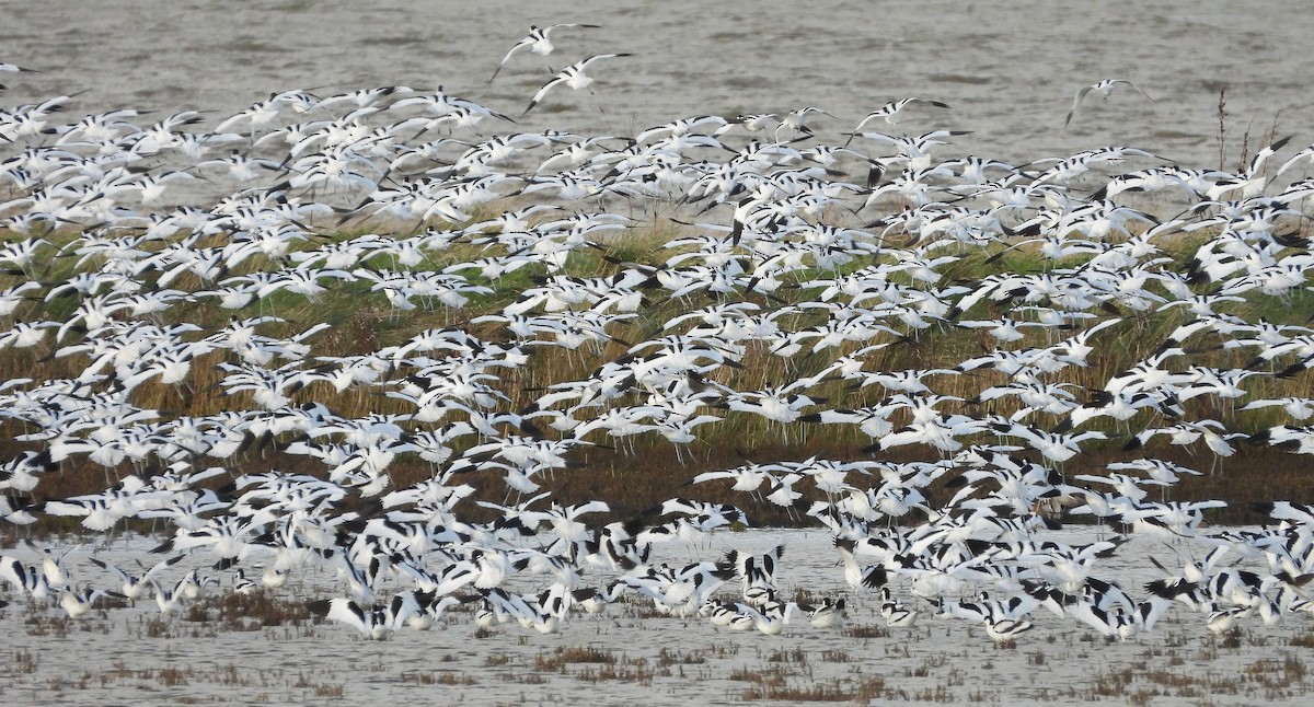 Pied Avocet - ML613908498