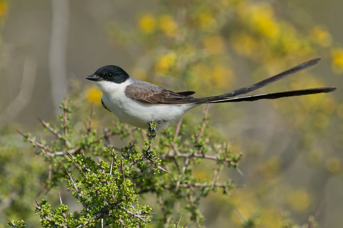 Fork-tailed Flycatcher - ML613908500