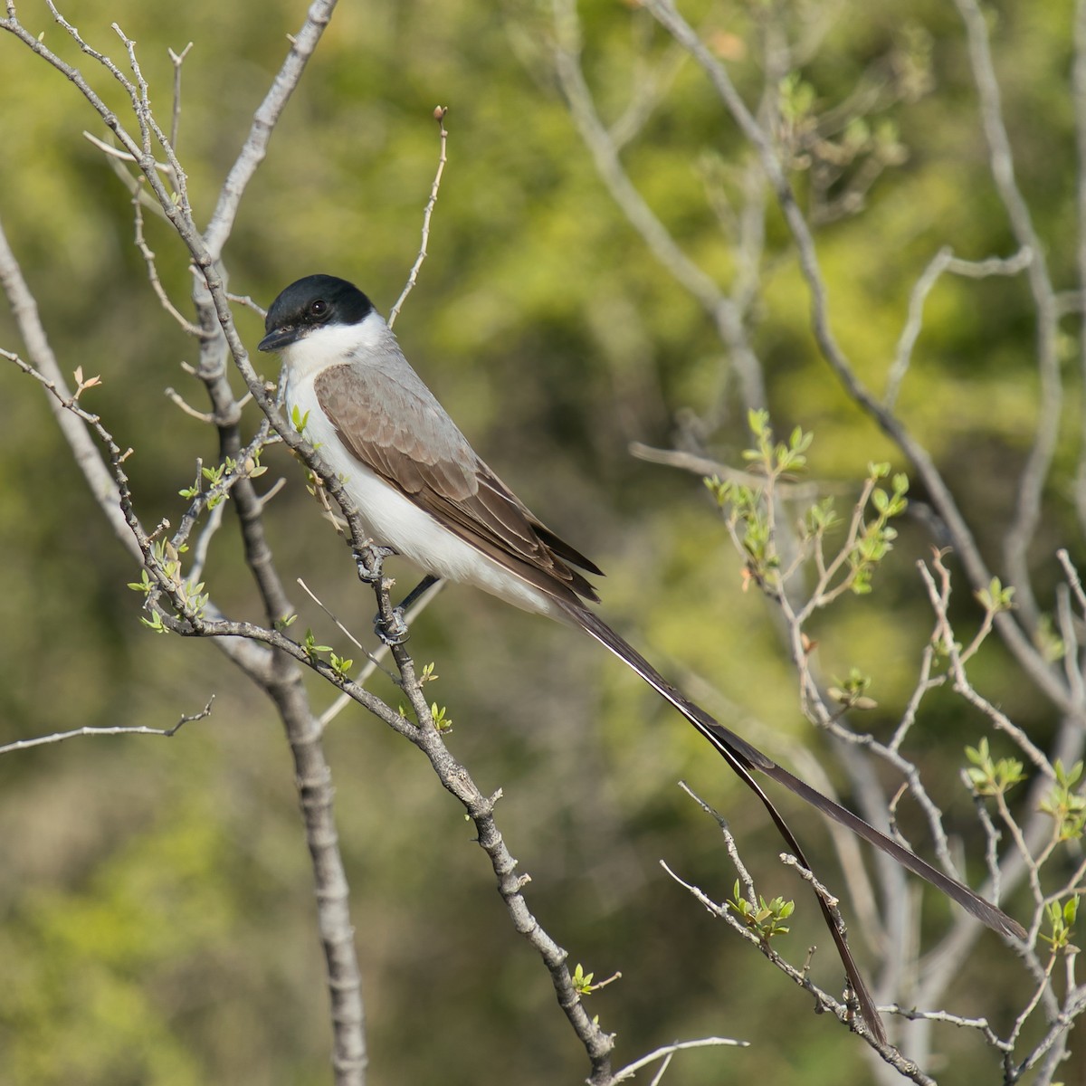 Fork-tailed Flycatcher - ML613908504