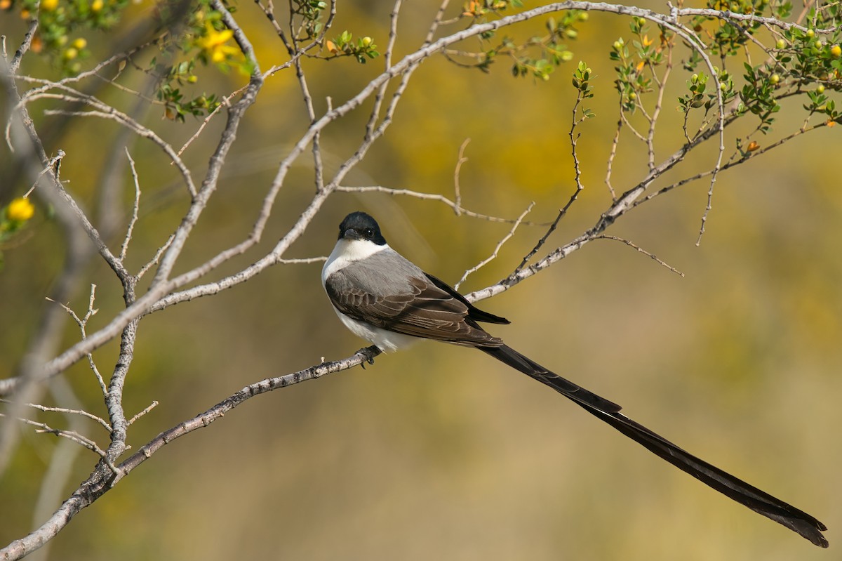 Fork-tailed Flycatcher - ML613908507