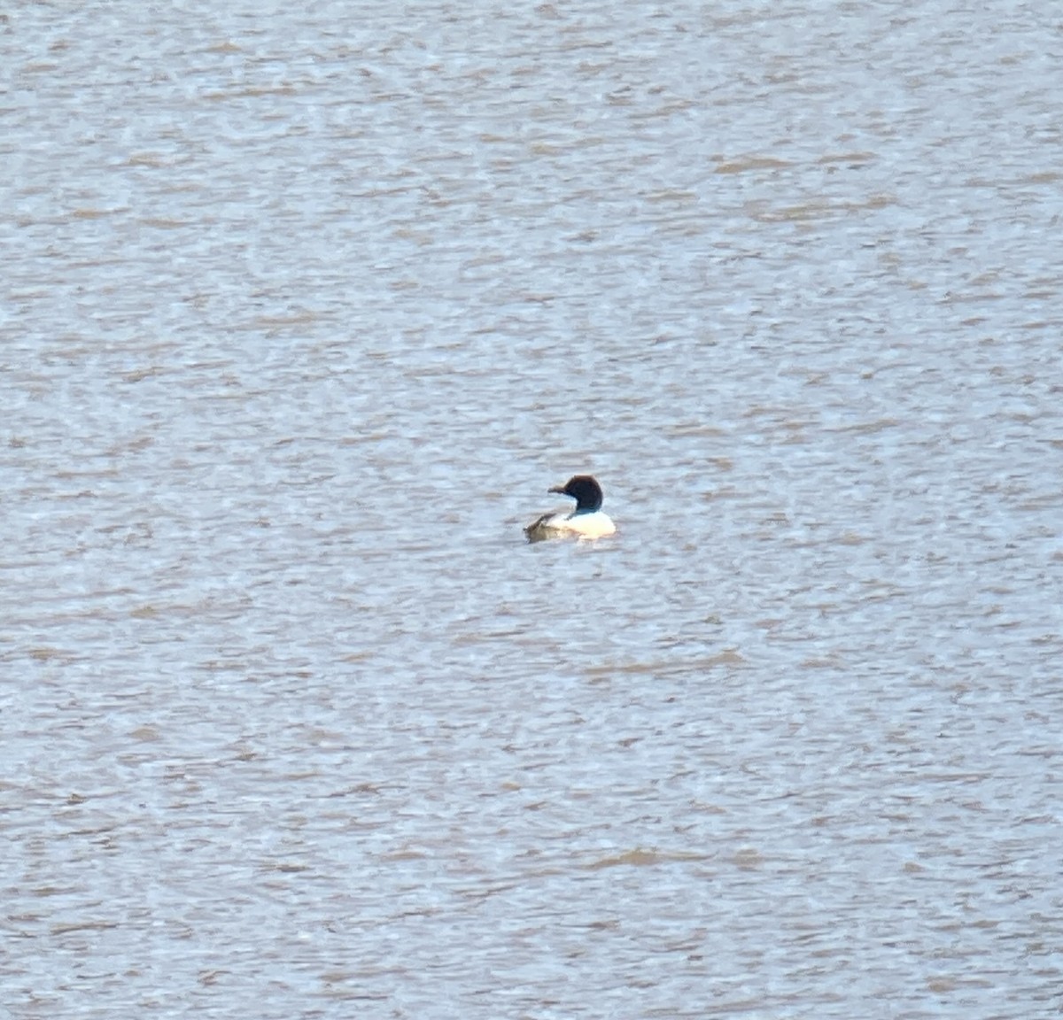 Common Merganser (North American) - ML613908543