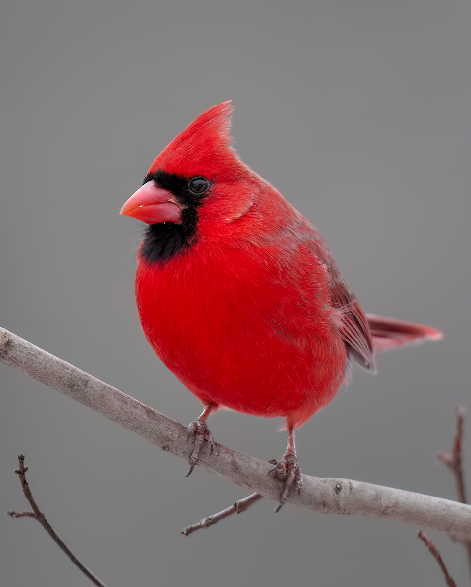 Northern Cardinal - ML613908556