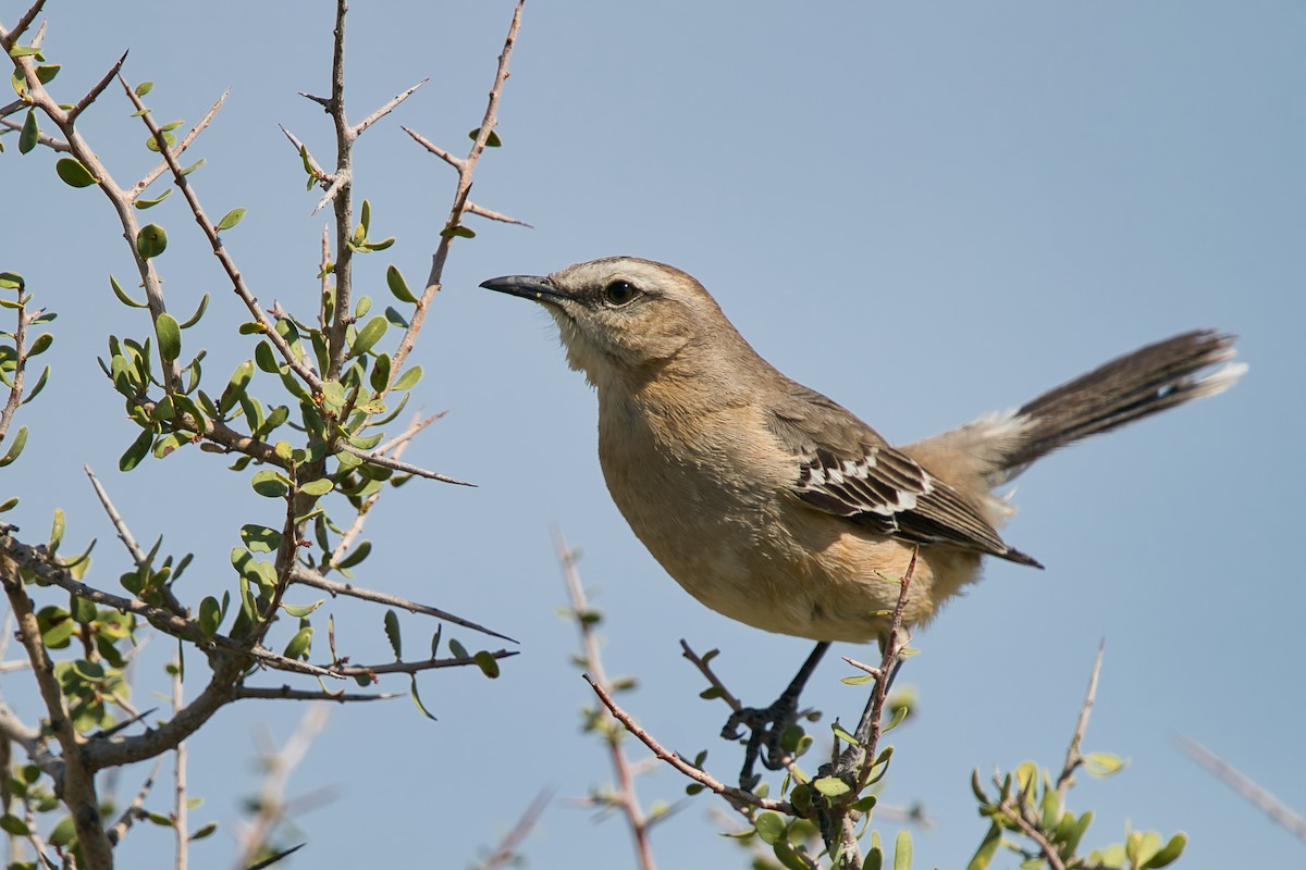 Patagonian Mockingbird - ML613908565