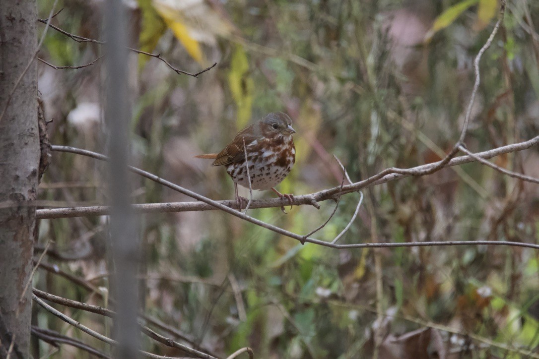 Fox Sparrow - ML613908594