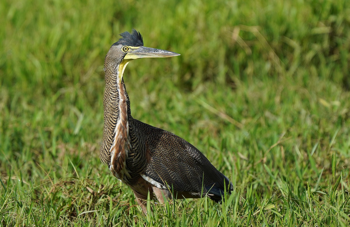 Bare-throated Tiger-Heron - ML613908595