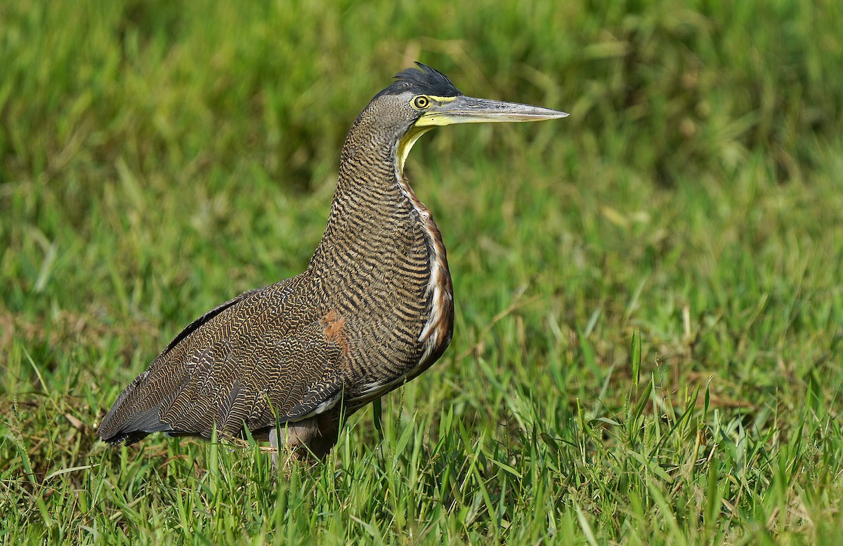 Bare-throated Tiger-Heron - ML613908596