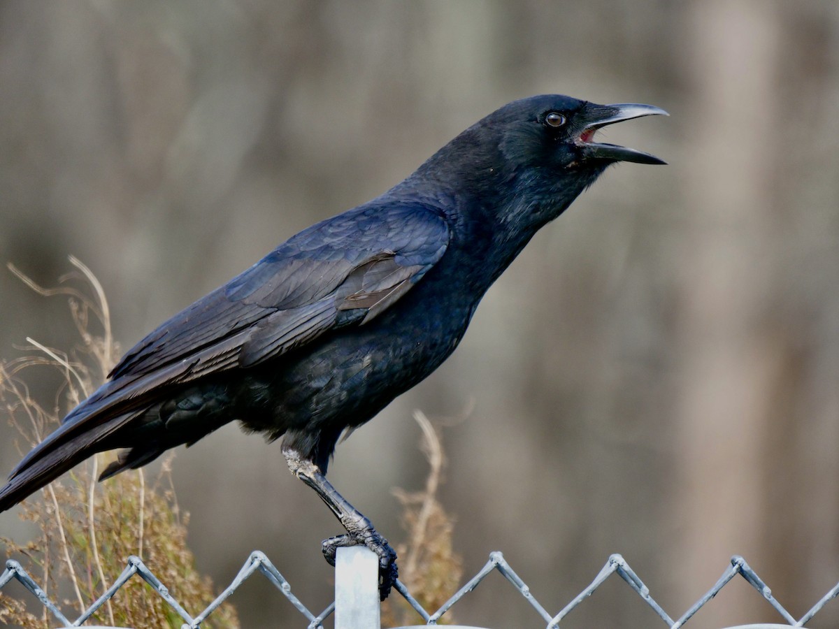 American Crow - Lee & Mary Ann Evans