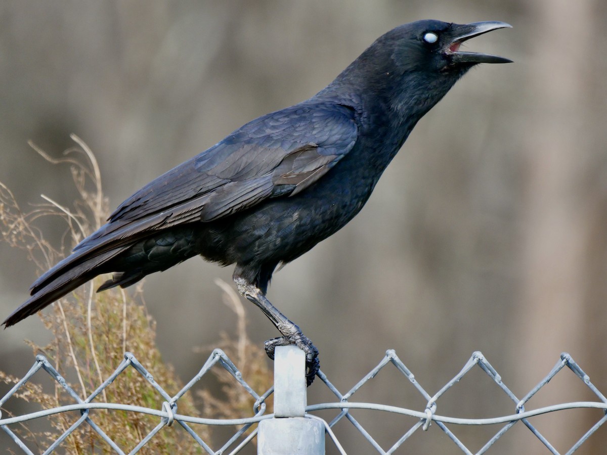 American Crow - ML613908652