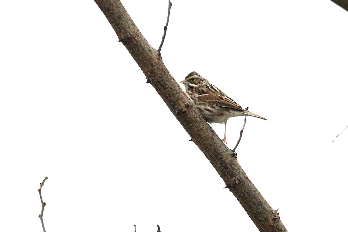 Savannah Sparrow - ML613908691