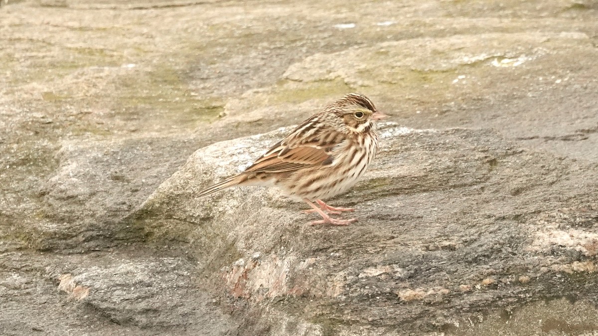 Savannah Sparrow - ML613908692
