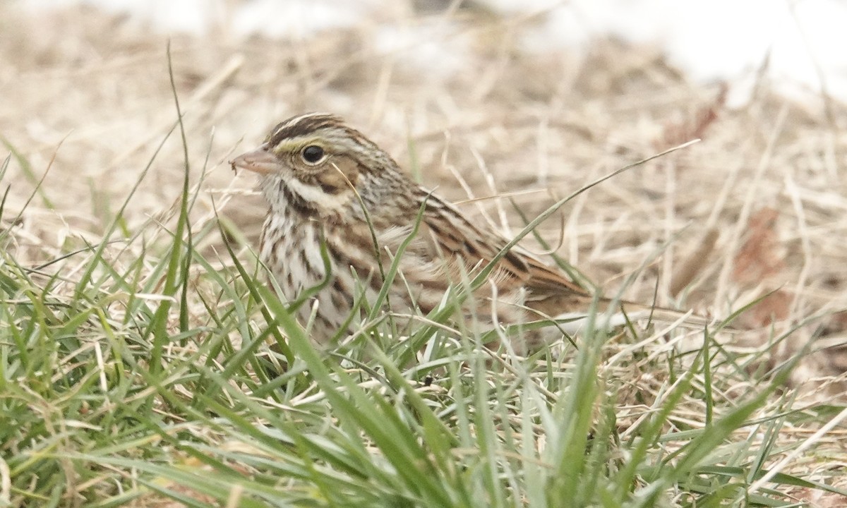 Savannah Sparrow - ML613908695