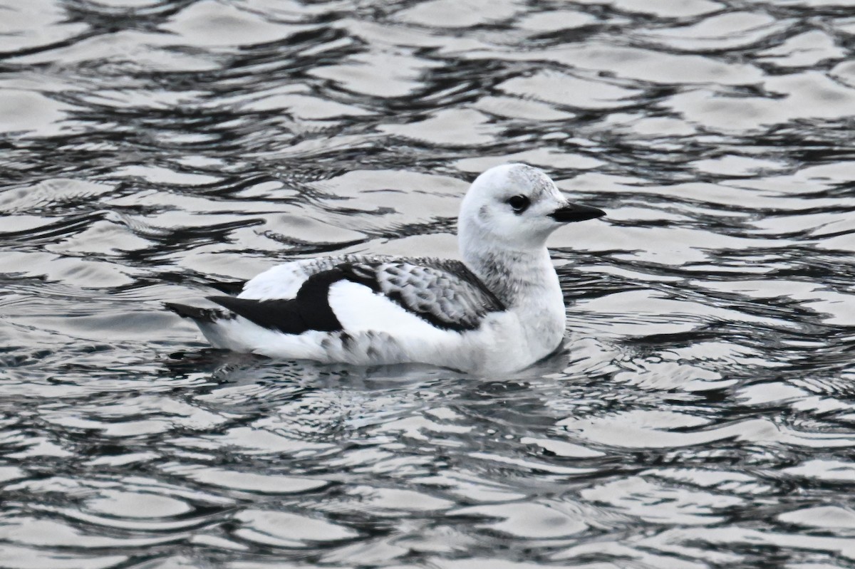 Black Guillemot - ML613908696