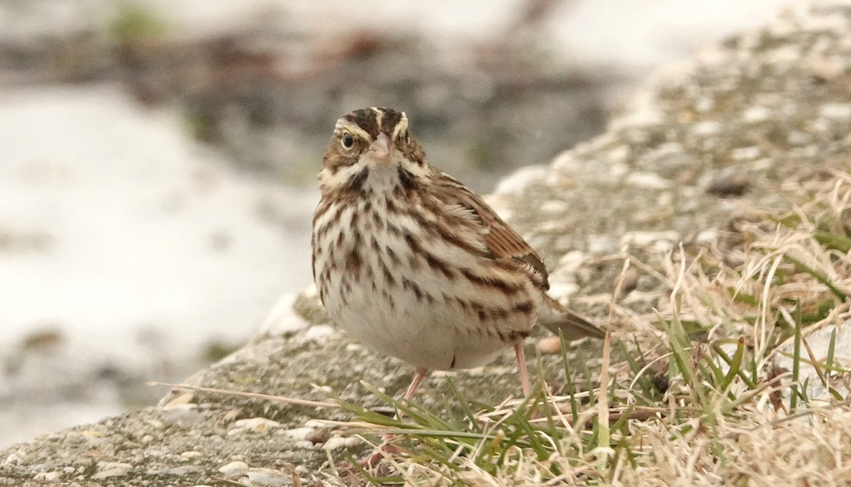 Savannah Sparrow - ML613908697