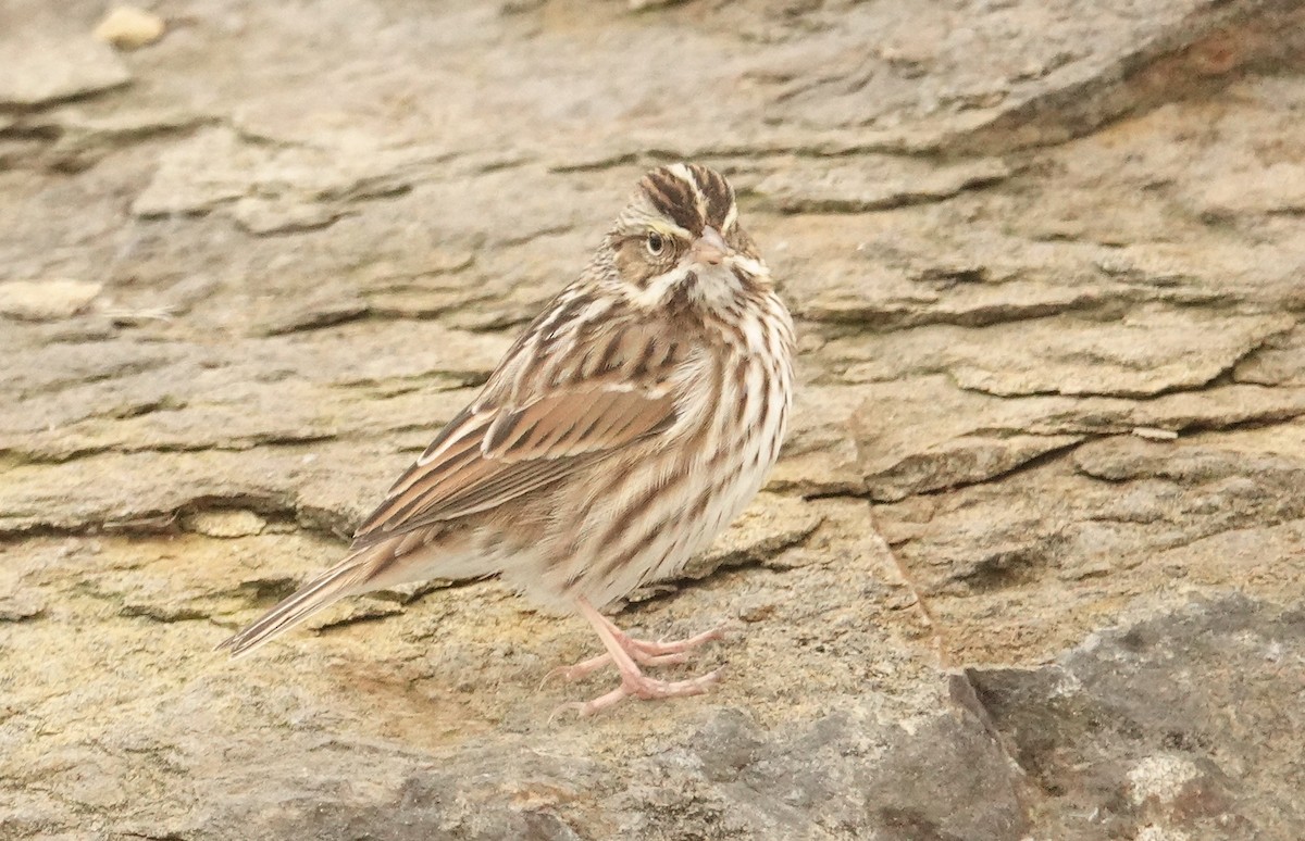 Savannah Sparrow - ML613908698