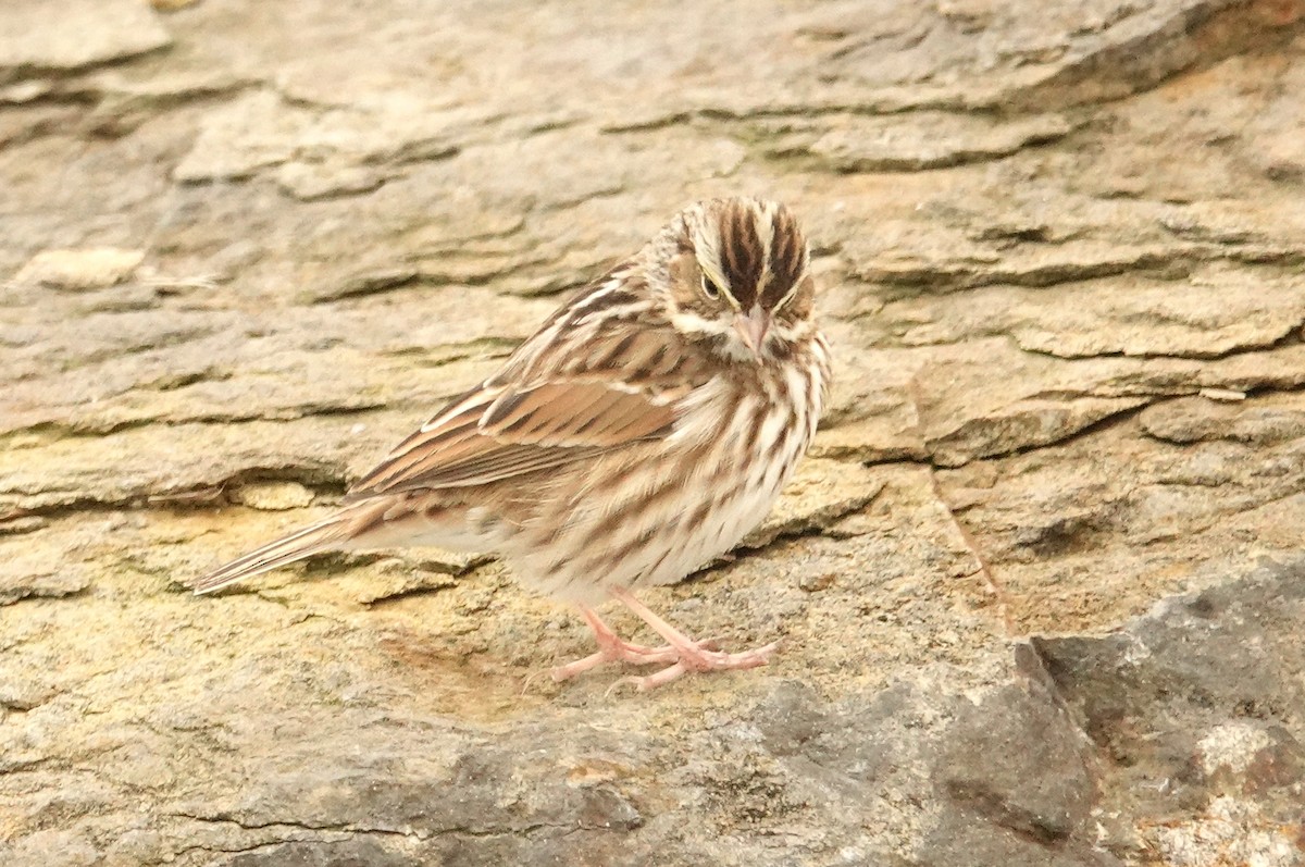 Savannah Sparrow - ML613908701