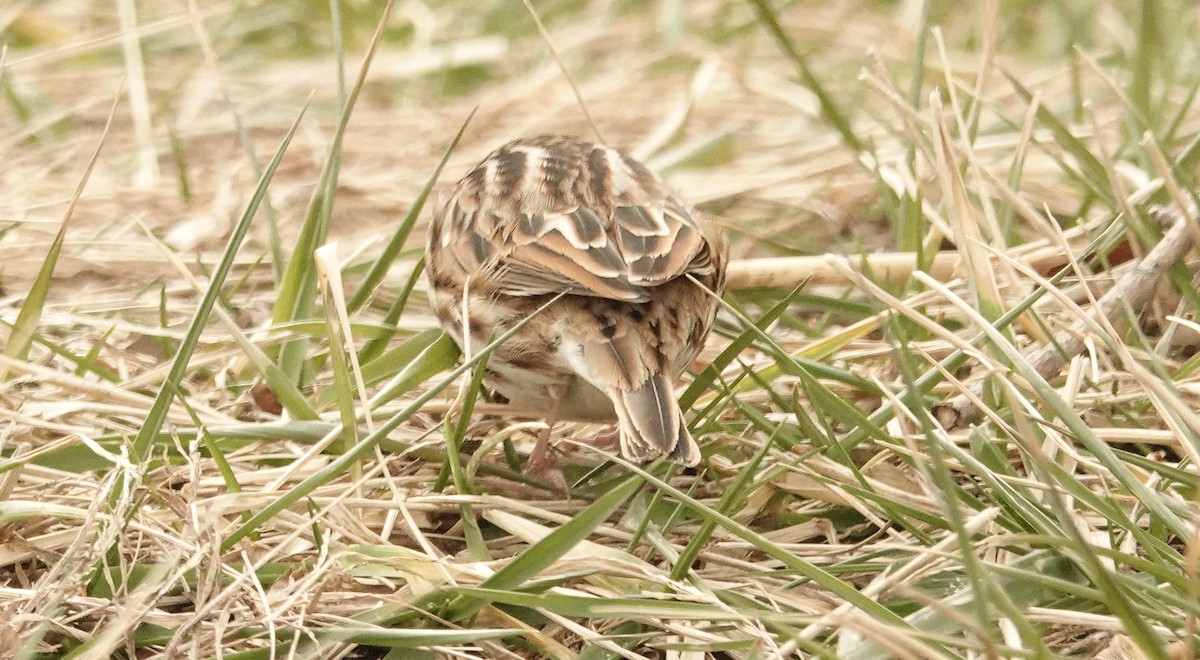 Savannah Sparrow - ML613908703