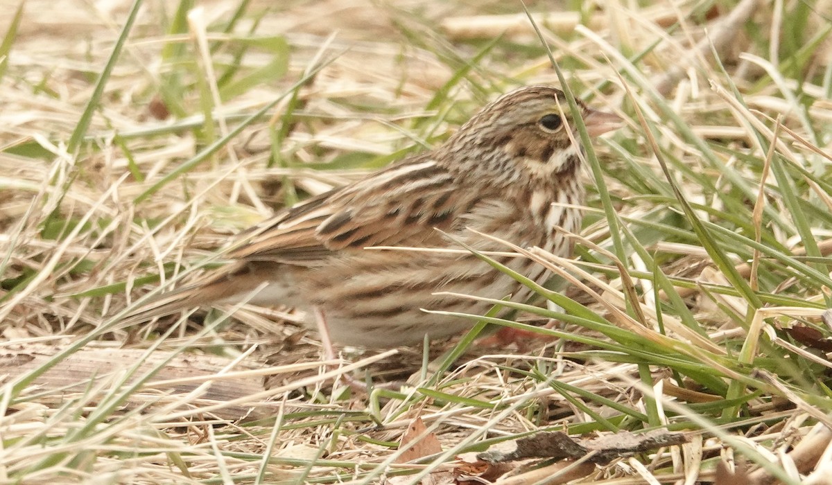 Savannah Sparrow - ML613908705