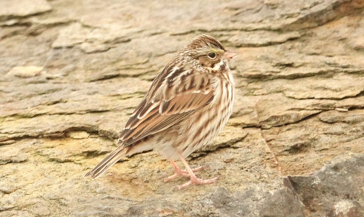 Savannah Sparrow - ML613908706