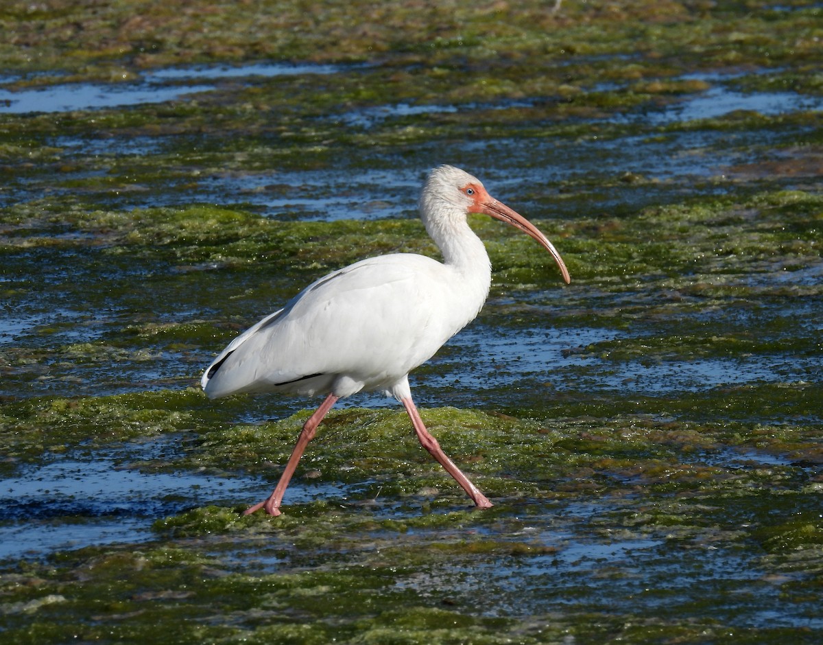ibis bílý - ML613908709