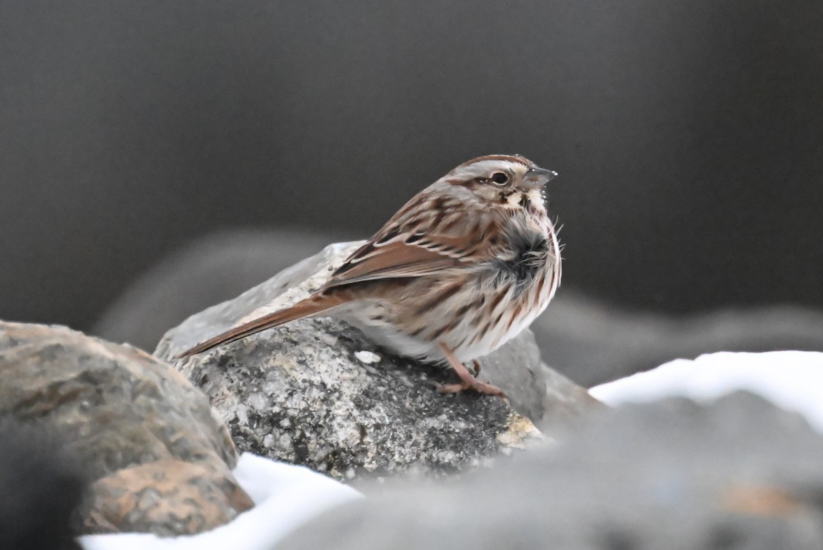 Song Sparrow - ML613908725