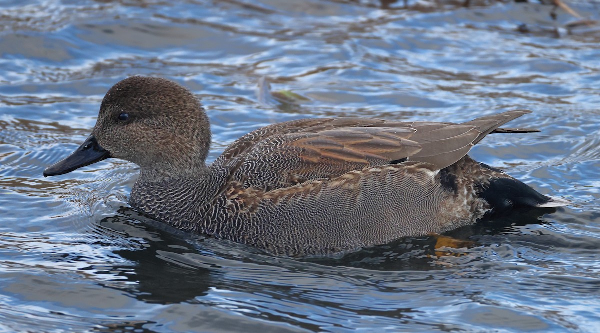 Gadwall - ML613908727