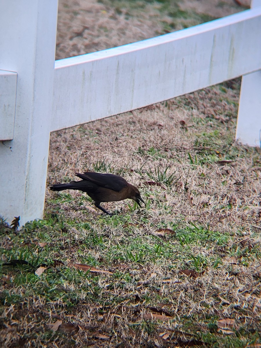 Boat-tailed Grackle - Brandon Reed
