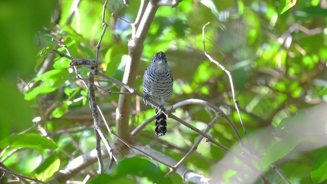 Barred Antshrike - ML613908751