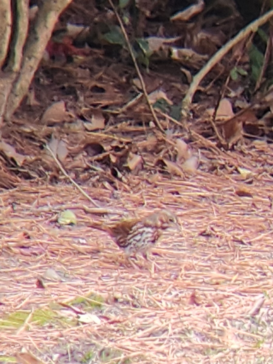 Fox Sparrow - ML613908753