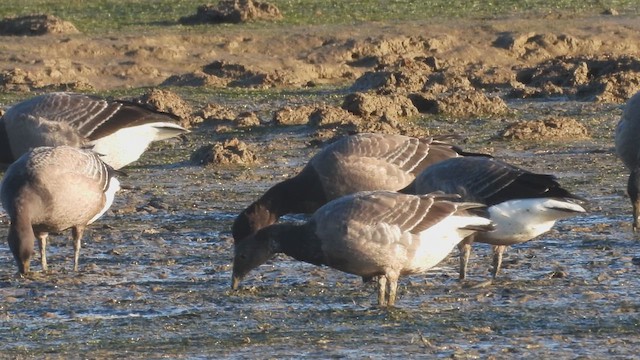 Branta musubeltza - ML613908776