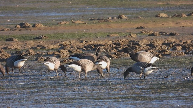 Barnacla Carinegra - ML613908813