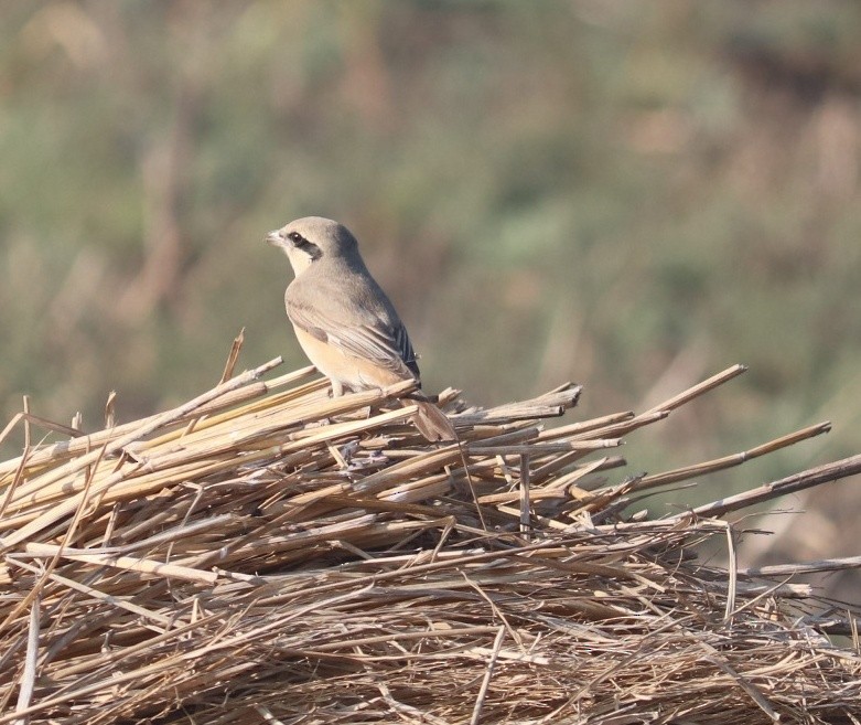 Isabelline Shrike - ML613908815